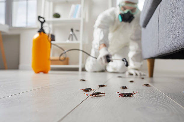 Post-Treatment Bed Bug Interceptor Monitoring in West Menlo Park